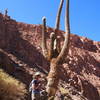 Several-to-many-hundred-year old Cactus