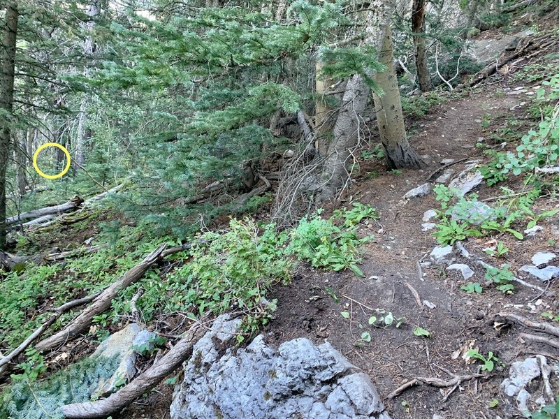 This is where the approach leaves the Chimney Canyon Trail after the fourth switchback (shown on the right). To the left, circled in yellow is a barely visible yellow trail marker indicating the location and direction of descent downhill.