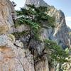 This is the secondary belay ledge with bigger trees atop P1 - as noted, a more spacious belay, but slightly off route (Thumb in background).