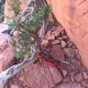 Sorry for blurry photo. This is the belay at top of P2. Be sure to backup w/gear. Would like to add a bolt to see if we can extend the life of this little juniper.