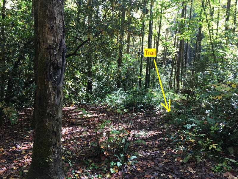 after the open area, to the right, the trail where its best to cross water is to right