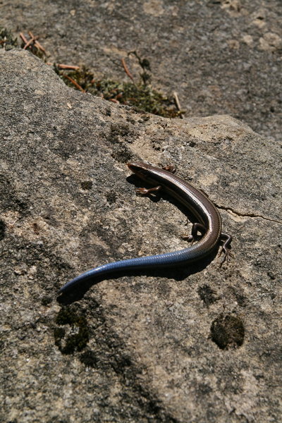 Western Skink commonly seen while climbing in the Callahans,
