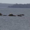 Seals hauled out on the rocks called the Seven Sisters at the end of Rome Point.