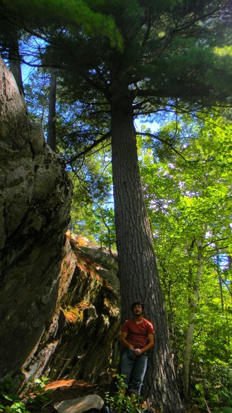 Brandon Snyder at the base of the large white pine along the cut just past the Jungle Cat project 2010