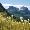 Beargrass in full bloom, July 2019
<br>
Clements Mountain, Mt. Oberlin, and Mt. Cannon from left to right