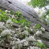 Mountain Laurel in bloom at the base of the Clamshell Wall. July 2016