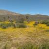 Superbloom Spring, Fairview Valley East