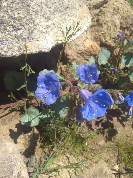 Canterbury Bells (Phacelia campanularia), South Park