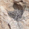 This is a Crows nest, not a Peregrine.