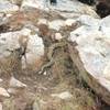 Black tailed rattlesnake that lives at the top of the crag