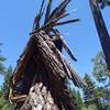Twisted timber, San Bernardino Mountains