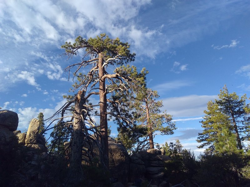 Spider Rock Area, Holcomb Valley