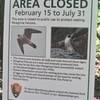 Park Service does not specify Peregrine Falcons closure locations on website. Assume all routes closed from Feb15 to July 31. You may be in for a long hike up with gear before you see a sign...