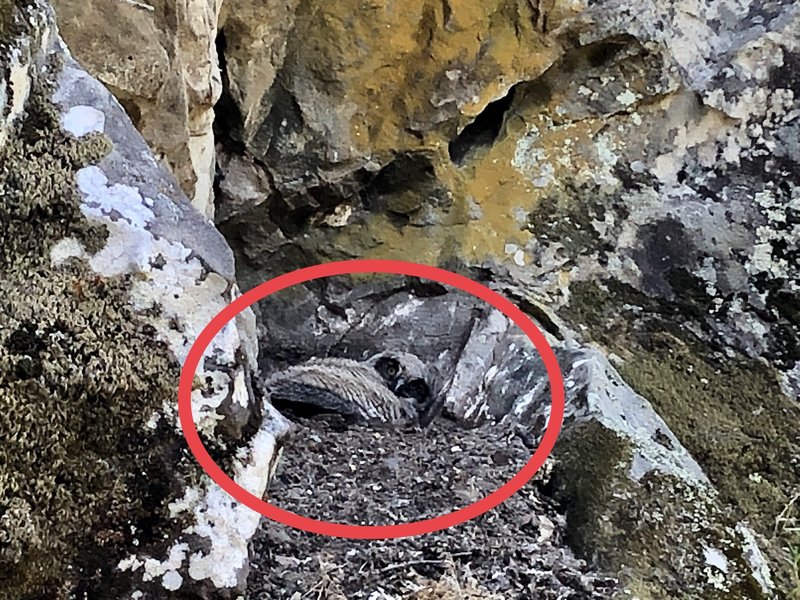 Don't climb during owl nesting season. Photo taken in May just to the right of the route.