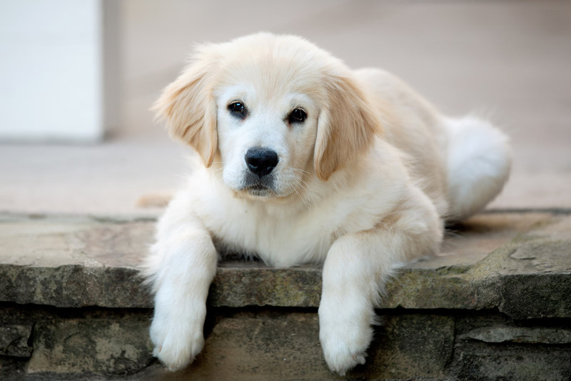 The newest member of our family was born on November 2, 2019. Sierra is shown here at 15 weeks.