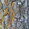 Lichen on oak bole, Barton Flats Area