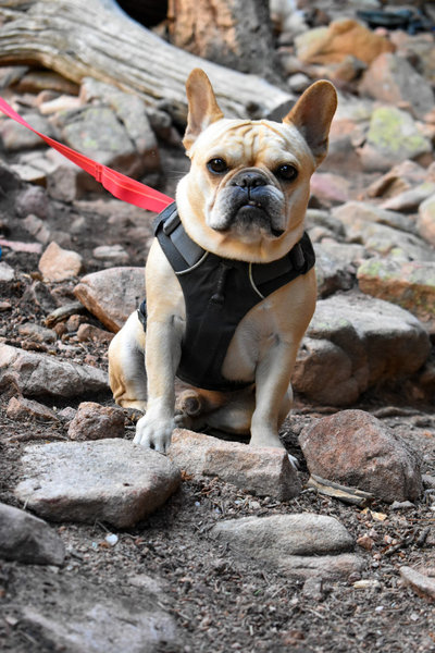 The Dungeon's gatekeeper.