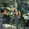 Columbia Tiger Lily at the top of Lookout Point.