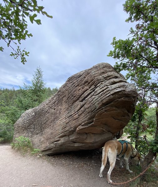 Dog under the "Eel".