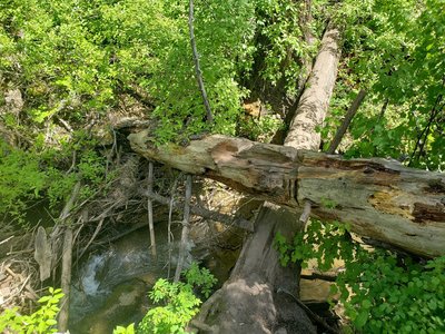 From the main trail, see a cairn on your left, head downhill to the creek, and cross it on this log.