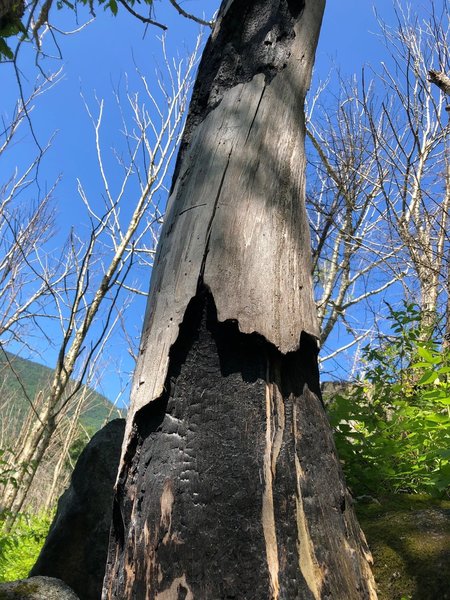 Fire damaged tree along the approach trail to Lower Patina Wall