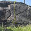 Climb straight up the slab. Gain higher feet and follow a series crimps, small rails, and little cracks to move up the rock and top out. Relatively simple but fun climb.