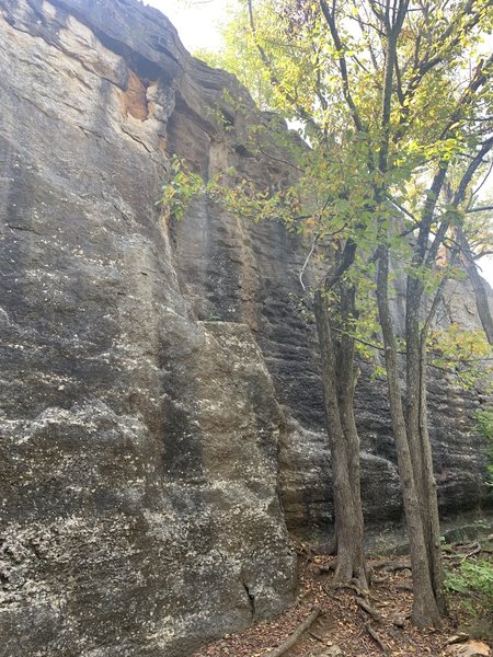 Looks like the Ivy is gone