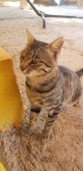 Meet Tiger, mostly lovable with the occasional sassy streak of claws and teeth, much like the route named in his honor. This is one of the two mascots that live at the Aladağlar Mountain Hostel.