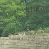 Young deer watching over entrance to Pictured Rocks