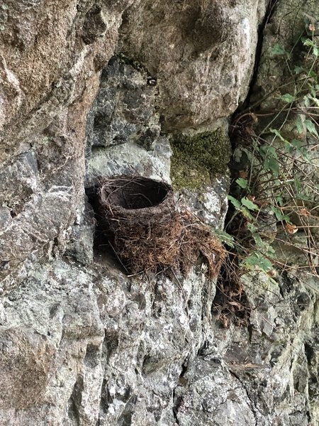 Birds nest near the route