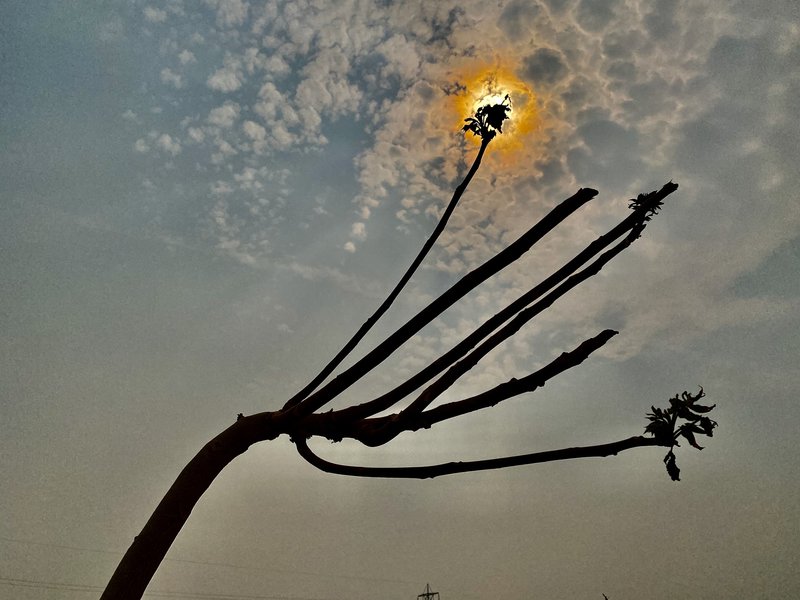 Tree of Heaven!
