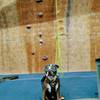 Buddy at the climbing gym