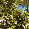 Juniper berries, Jack's Canyon