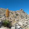 Jeep Crag, High Desert