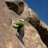 Patty Black climbs up with an ant-like prowess on Myrmecocystus Ewarti- 30 December 2009