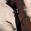 Dan Howell showing impeccable technique as he belly flops on to the chock stone on the first pitch of Ellingwood Chimney.