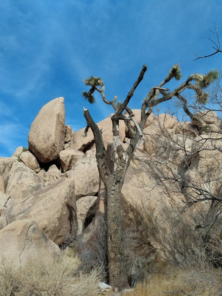 Edge of Doom (5.10c), Joshua Tree NP