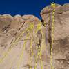 Campfire Crag (South Face Right), Joshua Tree NP
<br>

<br>
A. McChoss (5.10c TR)
<br>
B. McStain (5.9)
<br>
C. McAloo Tikki (5.8 TR)
<br>
D. Picnic (5.6)
<br>
E. Sokolove (5.6)
<br>
F. McRib (5.9)
<br>
G. Feast (5.11a R)