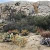 If you only came to Wonderland for the climbing, you're missing half of the experience.  A natural garden of prickly pear, nolina, buckwheat, and creosote bushes awaits the desert botanist.  The hike in might be the best part.