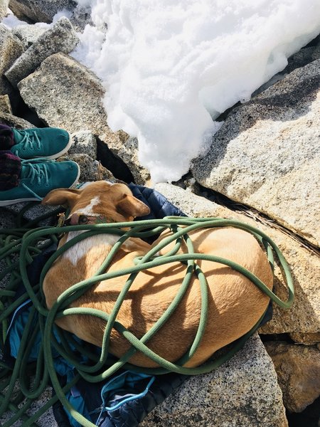 Keep your dogs insulated at the belay :) Ahwahnee cuddling up with her favorite rope.