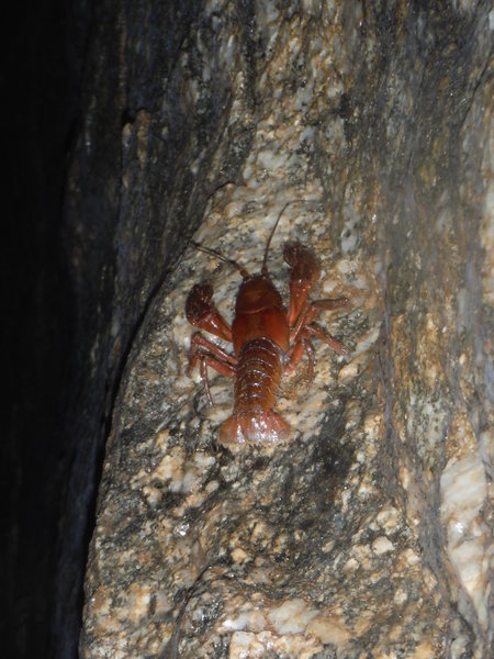 we named this big guy Sebastian when we found him scaling a vertical wall deep back in the fissure beside Fruit Loops