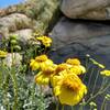 Brittlebush (Encelia farinosa), The Backyard