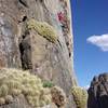 The cactus garden at the top of pitch 11. In May, the Cacti are in full bloom.