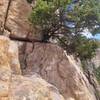 The rappel chain on a tree taken from the bolts below Sundeck Ledge (top of Sweet Sunday Serenade). At the same height as the bolts below Sundeck ledge, so a double rope rappel gets you to rappel.