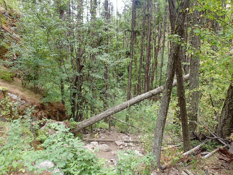 View of trail down into canyon from the north rim