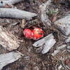 After the drought and before the snows, Deadly Amanitas were abundant.  Gatherers beware!  There is a reason for the name!