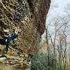 Gina in the crux of Rocket Dog.