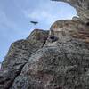 The majestic californian condor soaring overhead while we scramble for cover