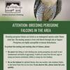 Maine Peregrine Falcon Breeding Season Guidelines (Posted In Collaboration with ME IF&W)