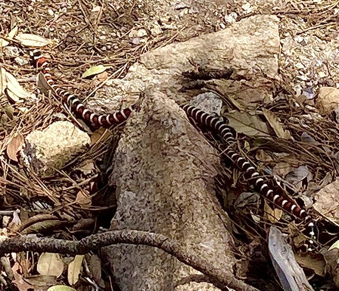 We met a friend on the decent from Gumbercules. The Sonoran Mountain Kingsnake is NOT venomous so please don't hurt him.
